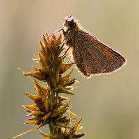 Small Skipper 9 